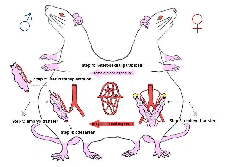 根據論文，研究人員將雄鼠和雌鼠背靠背連接成「雌雄連體鼠」。   圖：翻攝自澎湃新聞